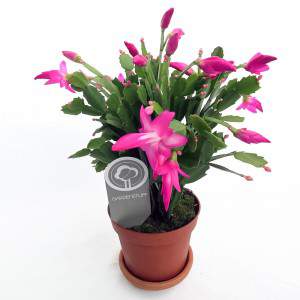 Schlumbergera der Weihnachtskaktus