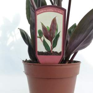 Florero Tradescantia spathacea o Misery Herb 12cm