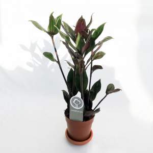 Tradescantia spathacea oder Misery Herb Vase 12cm