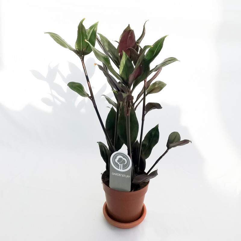 Tradescantia spathacea lub Misery Herb wazon 12 cm