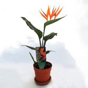 Strelitzia Compo