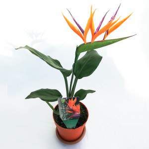 Fiore di Strelitzia compo