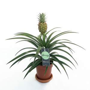 Ananas comosus Blumentopf 12cm