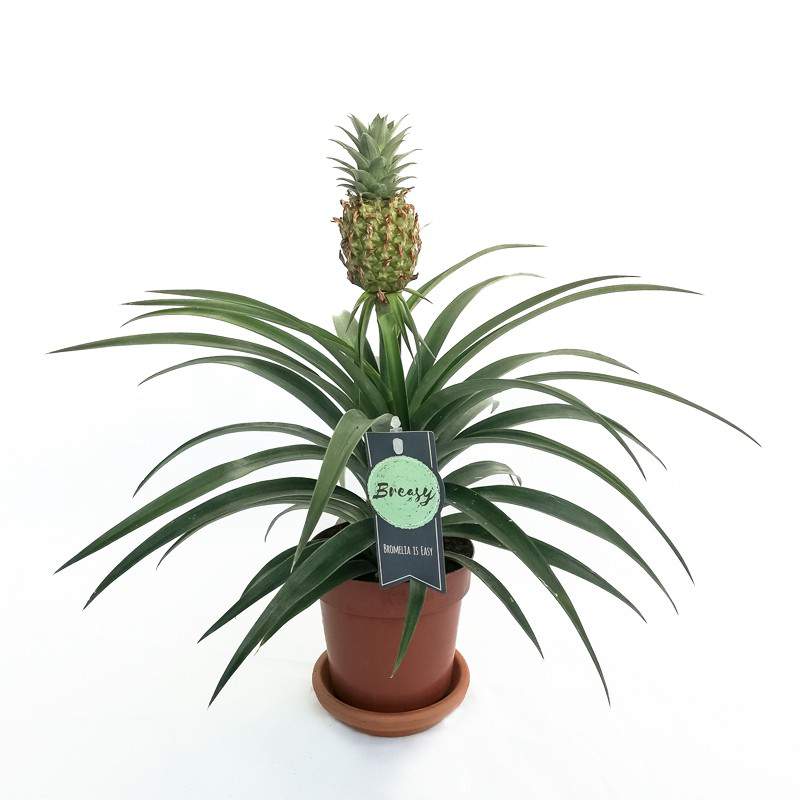 Ananas comosus plant pot 12cm