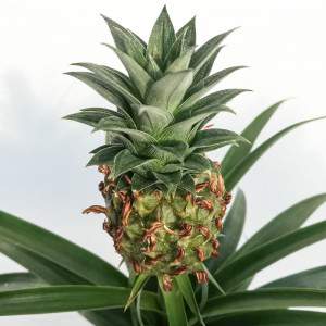 Ananas comosus plant pot 12cm