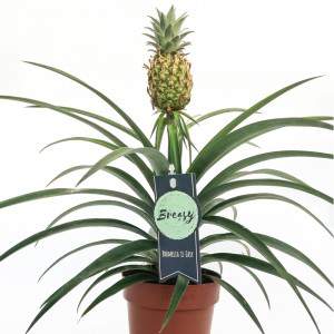 Ananas comosus plantenpot 12cm