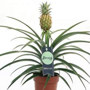 Pianta di Ananas comosus vaso 12cm