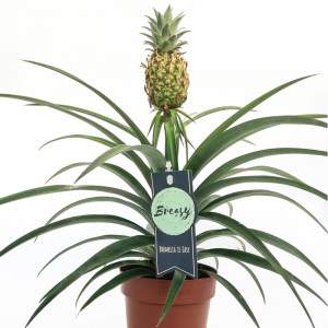 Vaso de planta Ananas comosus 12cm