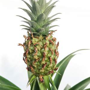 Macetero ananas comosus 12cm