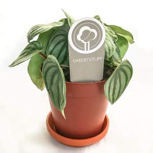 Peperomia