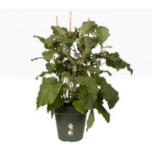 GREEN BASICS GROWPOT 40CM LEAF GREEN