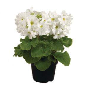 White primrose