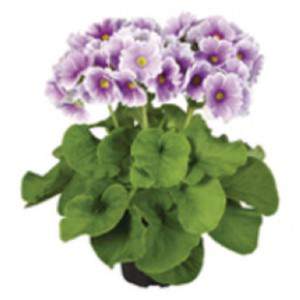 Primula lilla