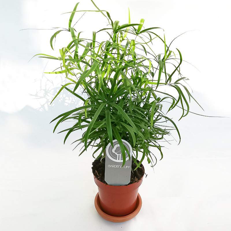 Vaso bonsai gres ovale 49 cm., 84,00 €