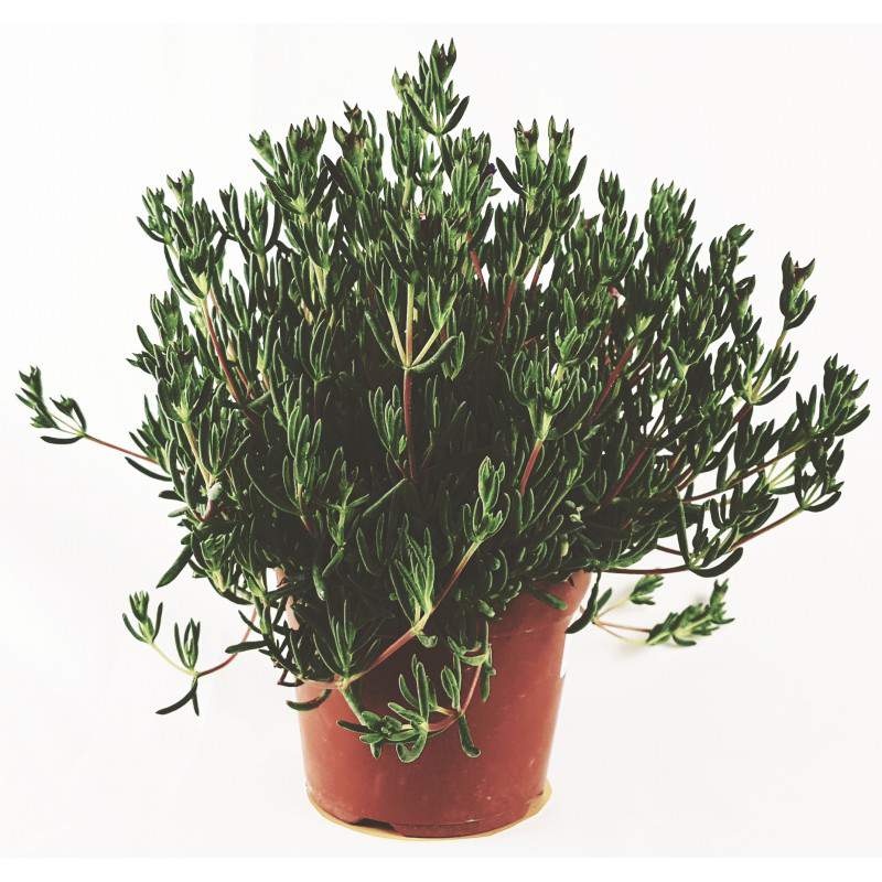 Misembryanthenum - Pianta succulenta - vaso 14cm