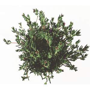 Mesembriantemo - Pianta succulenta - vaso 14cm