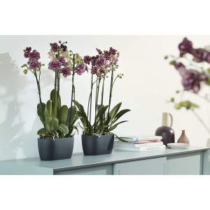 Elho Brussels Orchid Duo