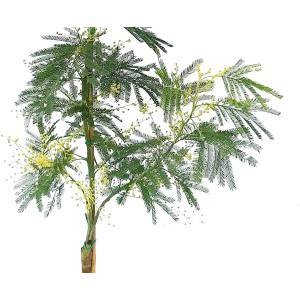 Zweige der Mimosa Acacia Dealbata dufteten