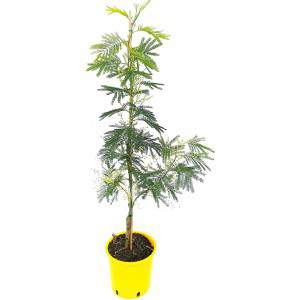 Potted mimosa Scented...