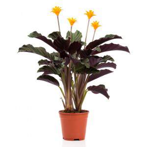 CALATHEA CROCATA Taxmania doniczkowa