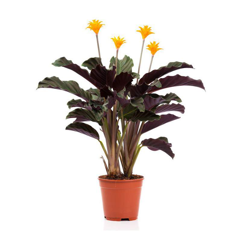 CALATHEA CROCATA Potted Taxmania CALATHEA CROCATA Potted Taxmania