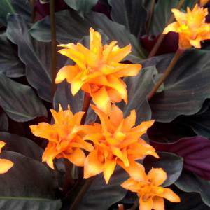 CALATHEA CROCATA Tassmania bloem