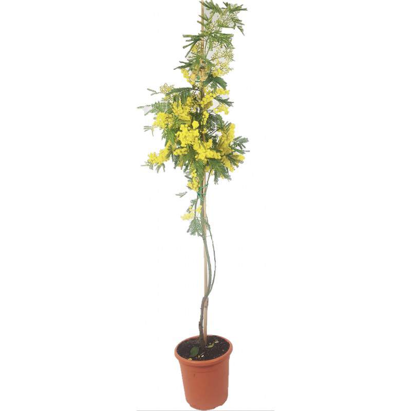 Planta joven de Mimosa en maceta Acacia Dealbata perfumada - GardenStuff