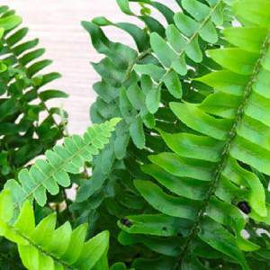 Nephrolepis Boston Fern