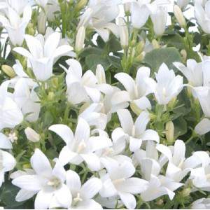 Campanula dálmata Portenschlagiana flor blanca