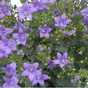 Bellflower in blue pot - Campanulacea Dalmata Portenschlagiana