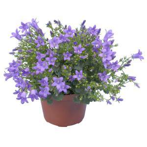 Campanula in vaso blu - Campanulacea Dalmata Portenschlagiana