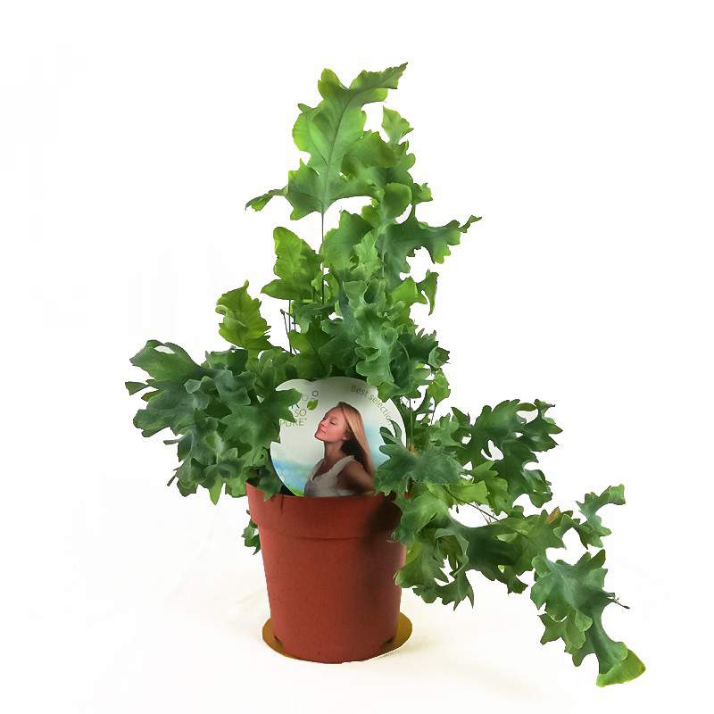PHLEBODIUM AURE DAVANA PHLEBODIUM AURE DAVANA