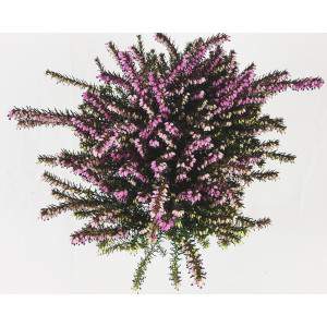 ERICA CARNEA LENA flowerpot