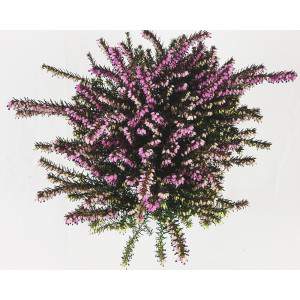 ERICA CARNEA LENA VASO 13