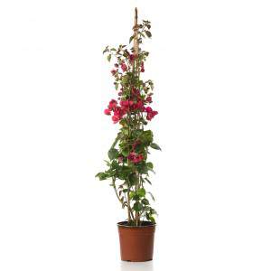 Bougainvilliers d'escalade en pot