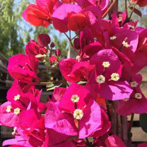 Fleur rouge de bougainvillier