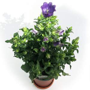 CAMPANULA APPEAL Vase 14 lila