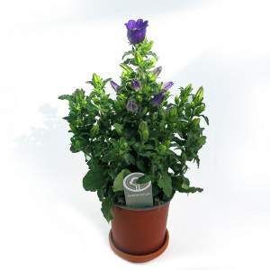 CAMPANULA APPEAL vase 14 purple