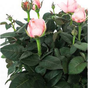Rosa Amorosa florero rosa 10cm