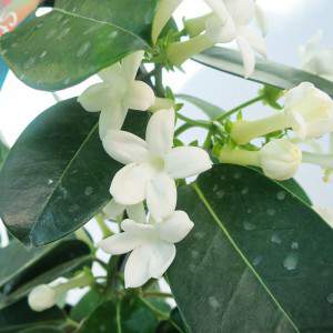 fiore di GELSOMINO DEL MADAGASCAR