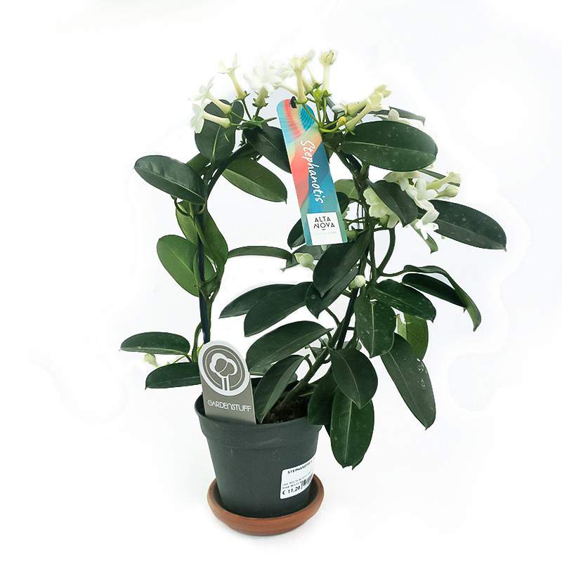 STEPHANOTIS VASO 12CM STEPHANOTIS VASO 12CM