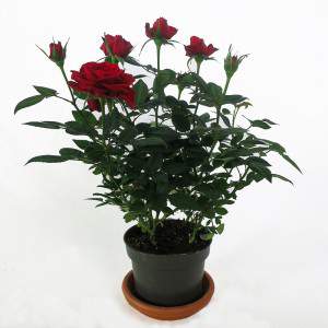 Vase plante rose rouge 11cm