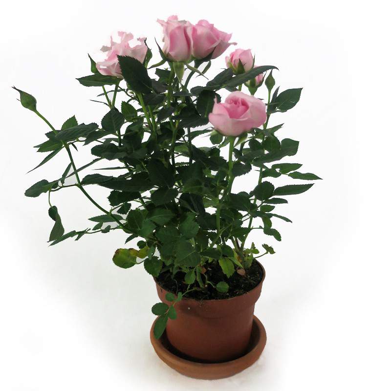Roze roos plantenpot 11cm