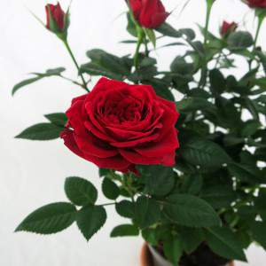 Wazon z czerwoną różą 11 cm