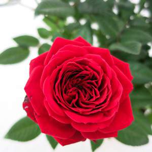Czerwona róża wazon 11 cm