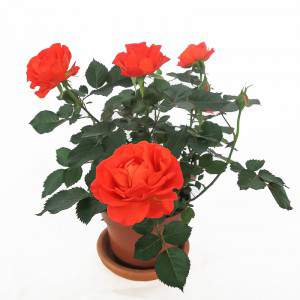 Wazon z czerwoną różą 11 cm