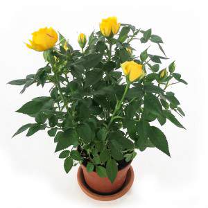 Roślina róży w żółtym wazonie 11 cm