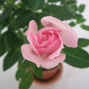 Roze rozenvaas 11cm