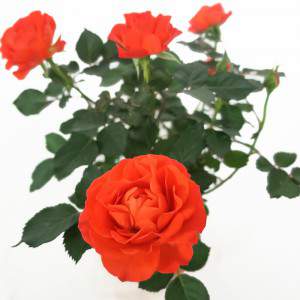 Rosellina arancione vaso 11cm