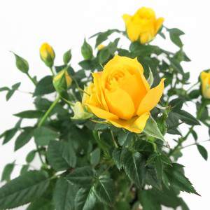 Żółta róża wazon 11 cm